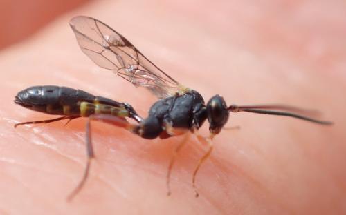 Réf. 275 503 : Campopleginae inconnu